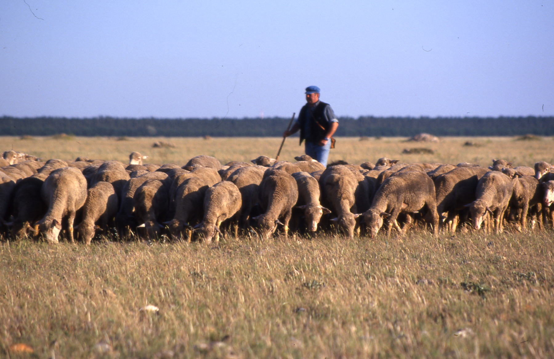 Berger et ses moutons