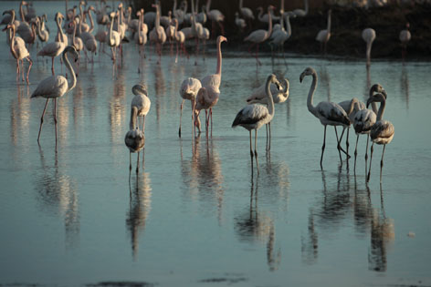 flamands roses